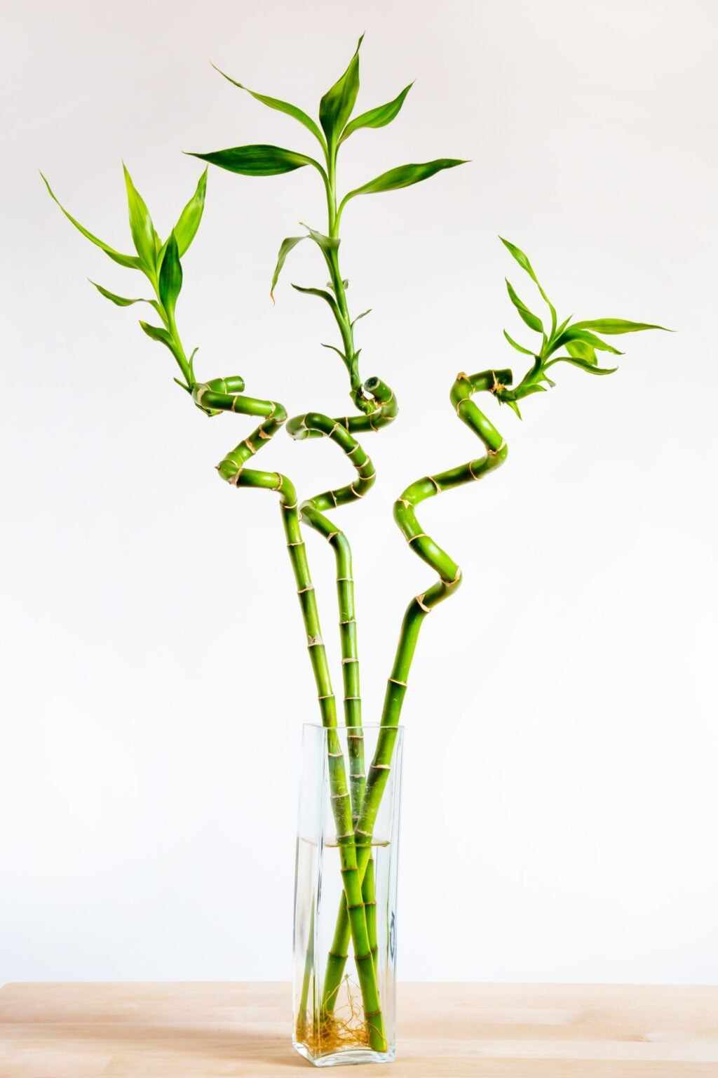 lucky bamboo art Lucky Bamboo – Bouqueto