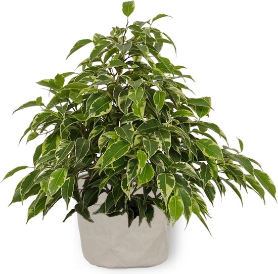 Ficus Benjamiin